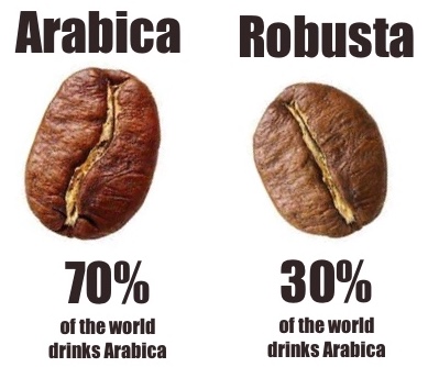 Arabica vs Robusta Coffee Beans Percentage of the world usage 70 percent vs 30 percent